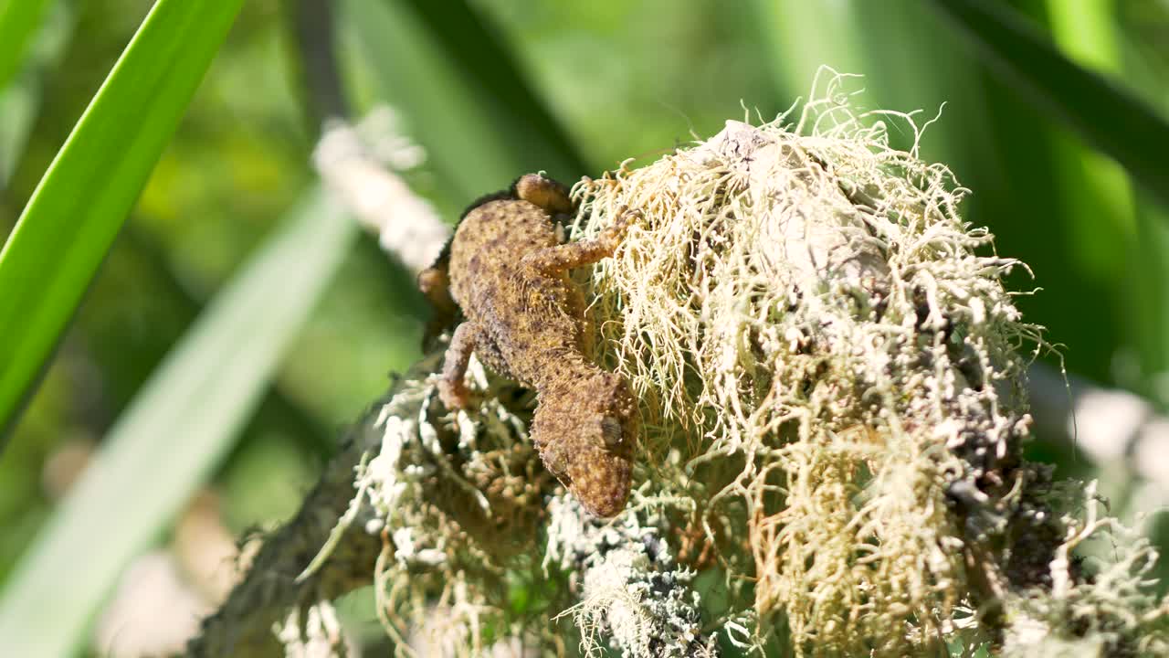 Slow motion close-up of lizard animal reptile species basking in sun on small branch shrubbery with moss in wilderness bushland environment Sydney Australia habitat nature ecosystem camouflage gecko