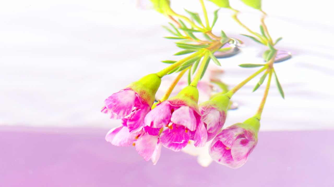 물 속 에 있는 분홍색 꽃 들 의 클로즈업