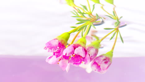 close-up of pink flowers in water