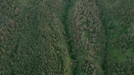 Aerial-top-down-shot-of-trees-and-plants-growing-on-slope-of-Mount-Sumbing-in-Central-Java