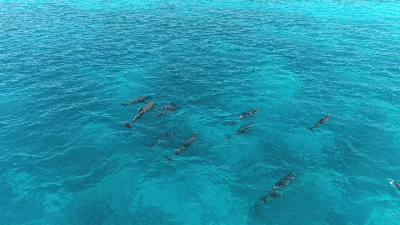 A pod of dolphins swimming in clear blue ocean water