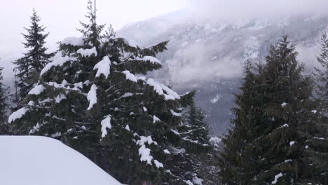 foggy mountain with pine tree tops covered with snow on a winter season in whistler, canada - wide shot