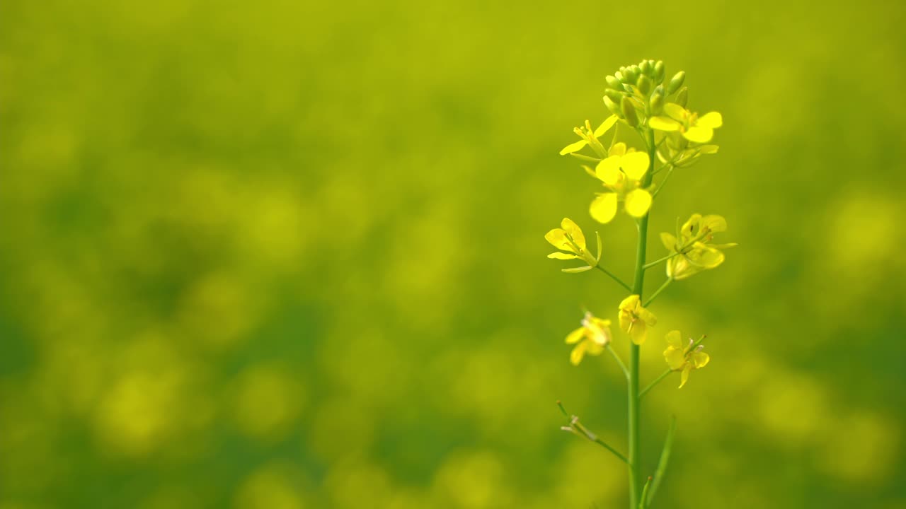 las abejas están recolectando miel de las flores en vastos campos de mostaza