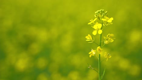 las abejas están recolectando miel de las flores en vastos campos de mostaza