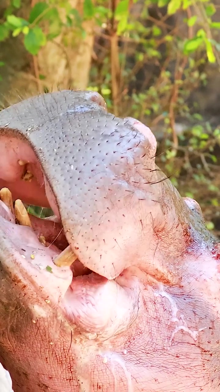 Un primo piano verticale dettagliato che mostra un ippopotamo pigmeo che apre la bocca spalancata in uno zoo