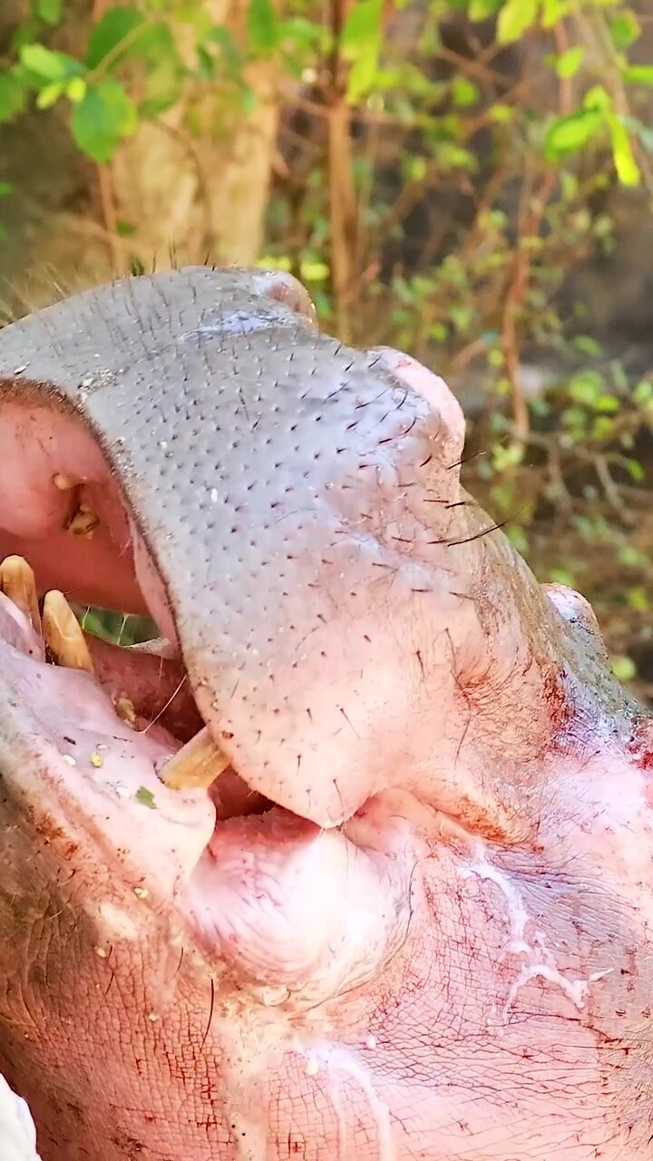 Un primo piano verticale dettagliato che mostra un ippopotamo pigmeo che apre la bocca spalancata in uno zoo