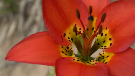 vibrant flower in the sand