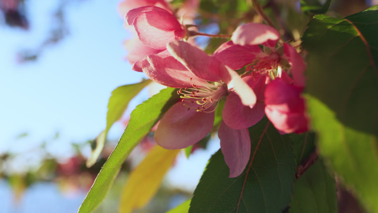 sakura en primer plano en el resplandor del amanecer. tranquila escena floral con cielo azul.