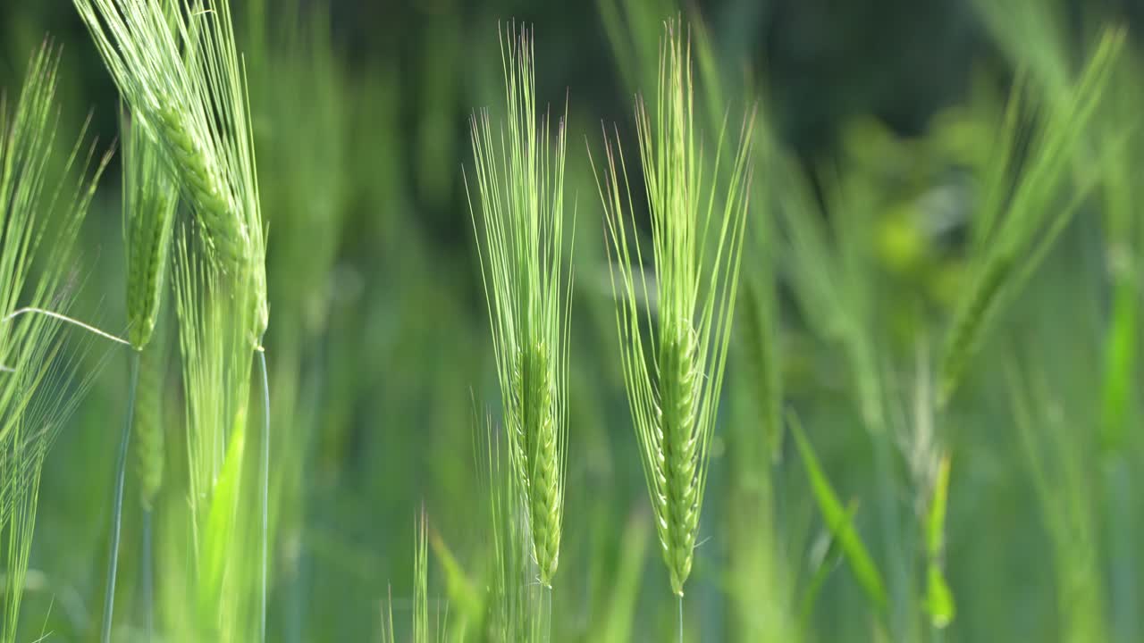 Wheat cultivated in the hilly areas.