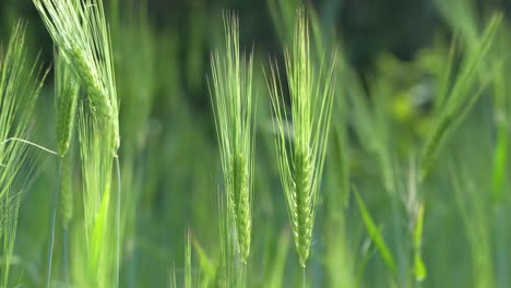 wheat cultivated in the hilly areas.