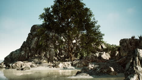 green tropical tree growing lonely on a greek stone cliff by the sea