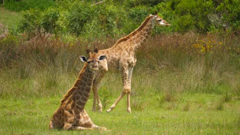 baby giraffe walks across grass while adult looks toward camera