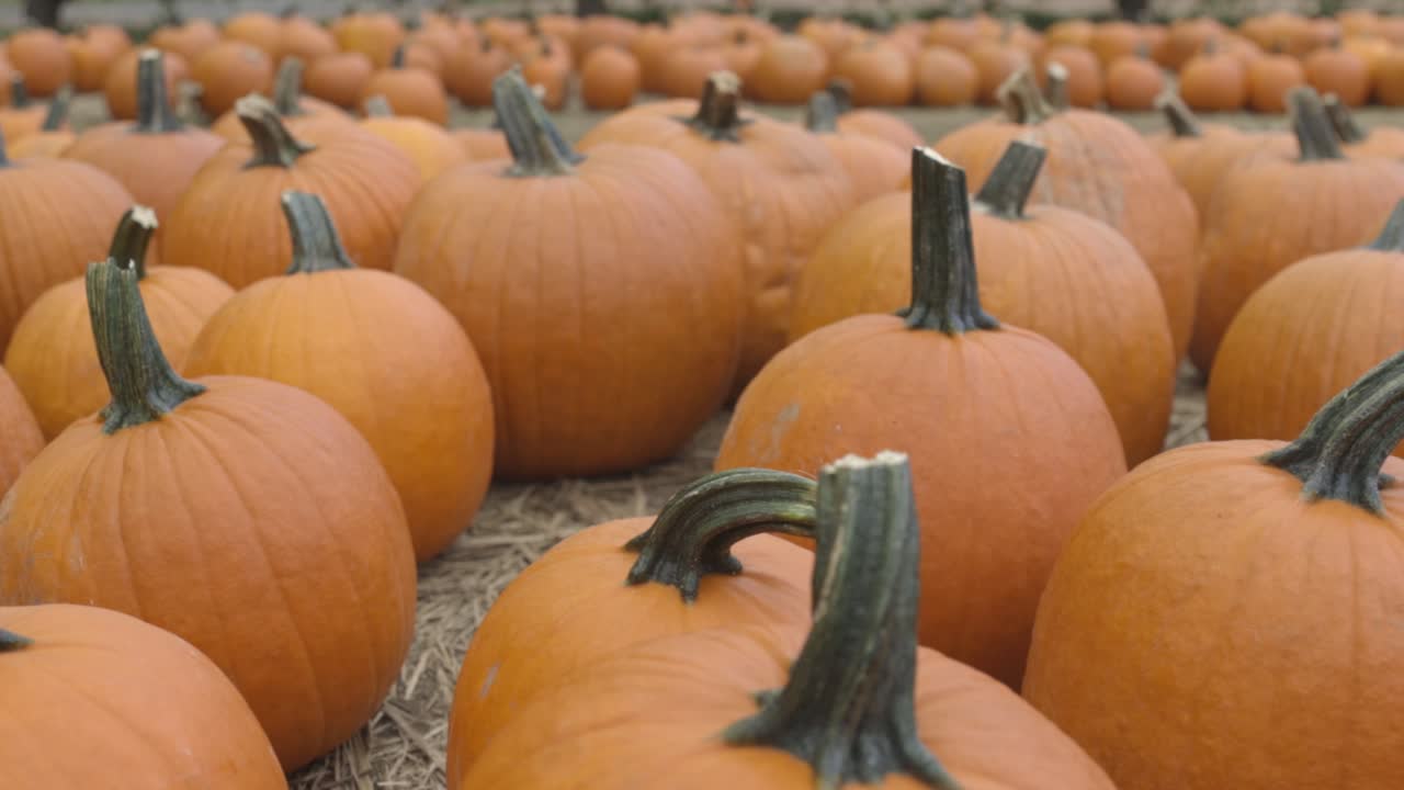 toma panorámica de muchas calabazas de halloween cosechadas en el suelo