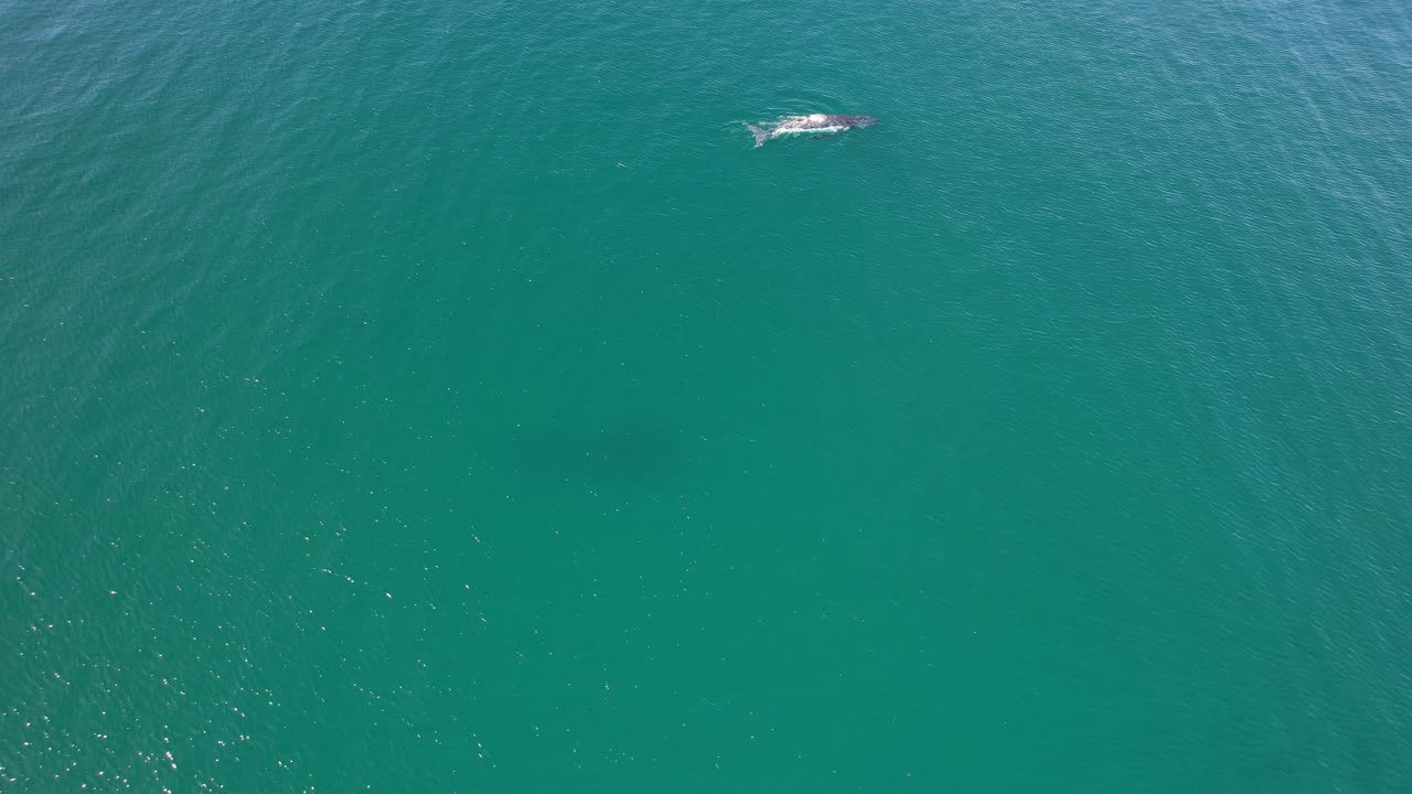 카바리타 해변, 트위드 시어, 보건가르, 북부 강, 뉴 사우스 웨일스, 오스트레일리아의 평온한 바다에서 헤엄치는 두 마리의 고래