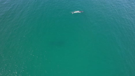 A-Couple-of-Humpback-Whales-Swimming-in-the-Calm-Waters-of-Cabarita-Beach,-Tweed-Shire,-Bogangar,-Northern-Rivers,-New-South-Wales,-Australia-Aerial-Shot