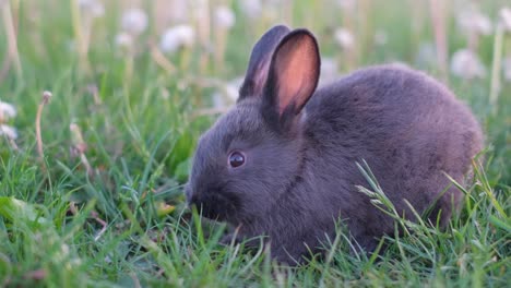 cute baby rabbit in a grassy field