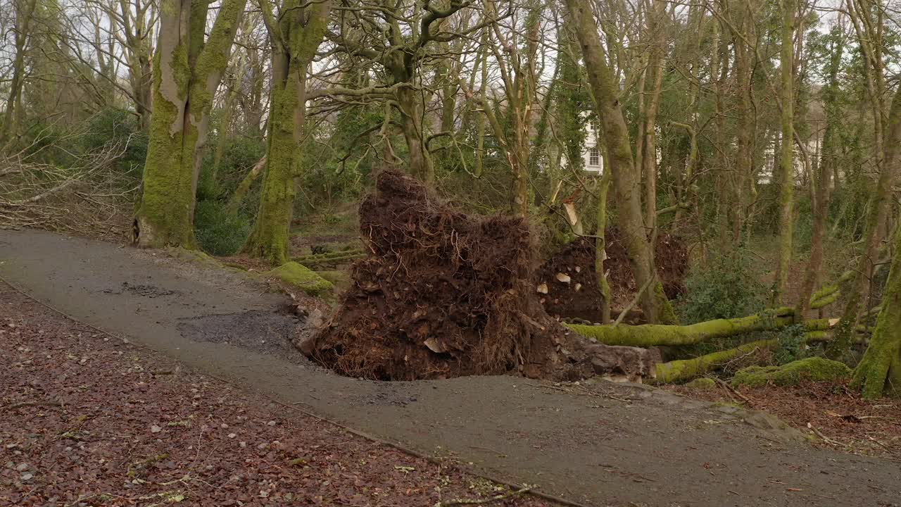 Storm battered uprooted tree on edge of walking path with snapped branches and fallen tree trunks, Barna Woods, Galway Ireland