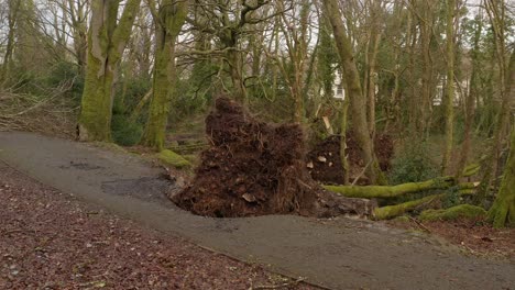 storm battered uprooted tree on edge of walking path with snapped branches and fallen tree trunks, barna woods, galway ireland