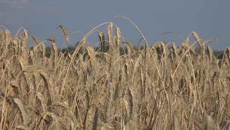 rye grain is used for flour, bread, beer, crisp bread, some whiskeys, some vodkas, and animal fodder