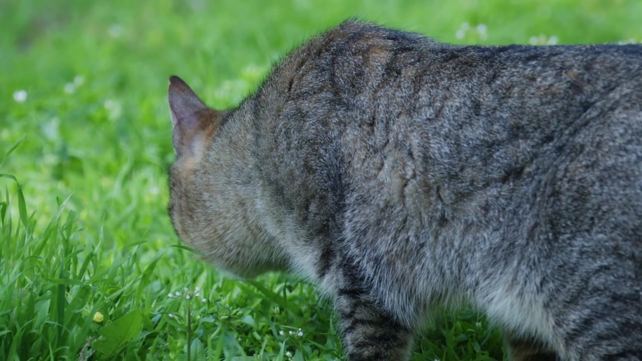 Gatto soriano che annusa ed esplora l'erba verde fresca in un ambiente naturale