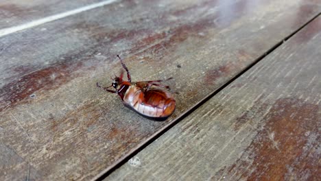 June-bug-insect-on-back-waves-legs-and-struggles-to-turn-over,-beetle-macro