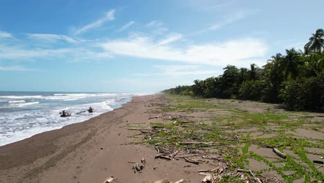 Walk-on-a-deserted-and-wild-beach-littered-with-tree-trunks-