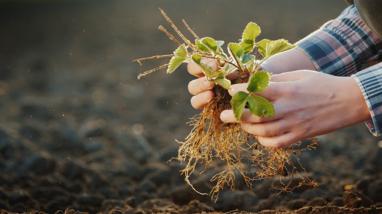 남자는 검은 땅 클로즈업에서 딸기를 심는다