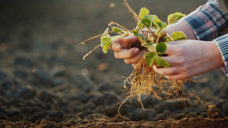 el hombre planta fresas en primer plano de tierra negra