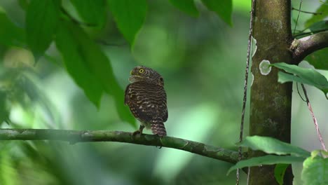 collared owlet, taenioptynx brodiei, kaeng krachan national park, thailand