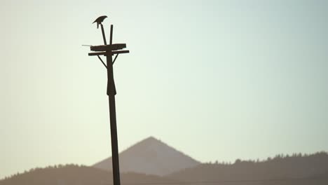 Hawk-perching-on-a-utility-post-and-eating-its-prey