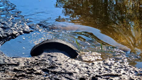 dirty water flows from a pipe into a muddy area surrounded by vegetation and stagnant water