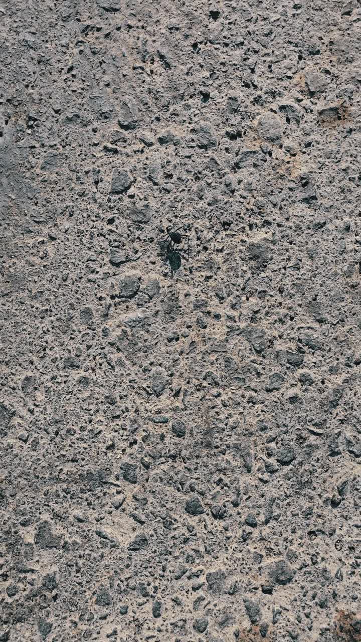un escarabajo del desierto, también conocido como stenocara, avistado en el camino cerca del deserto, tratando de escapar