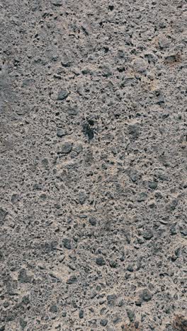 a desert beetle, also known as stenocara, spotted on the road near the desert, attempting to escape