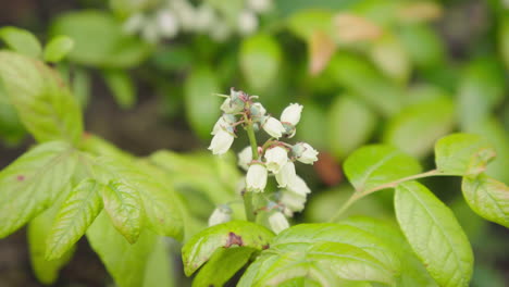 Flores-De-Arándanos-En-El-Jardín-De-Casa