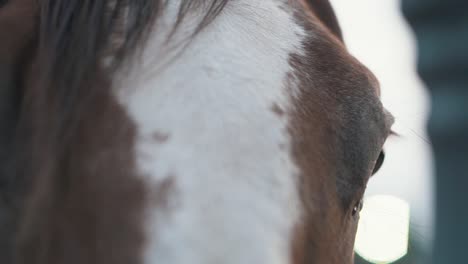 Ojo-De-Caballo-De-Cerca