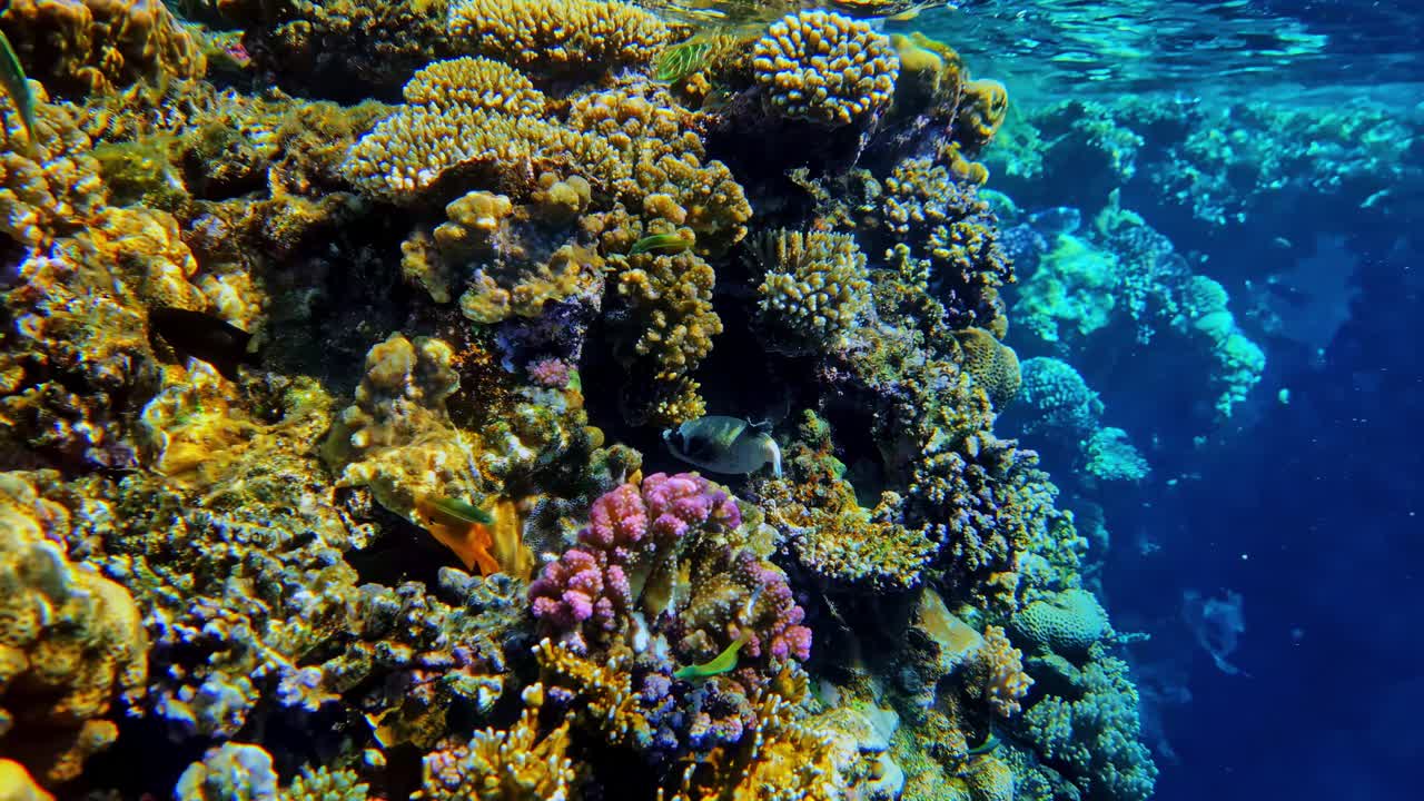 Coral reef structure underwater with vibrant blue tones and fish swimming around it, bubbling in shallow area