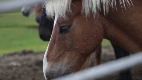 cerca de caballos islandeses a través de la valla