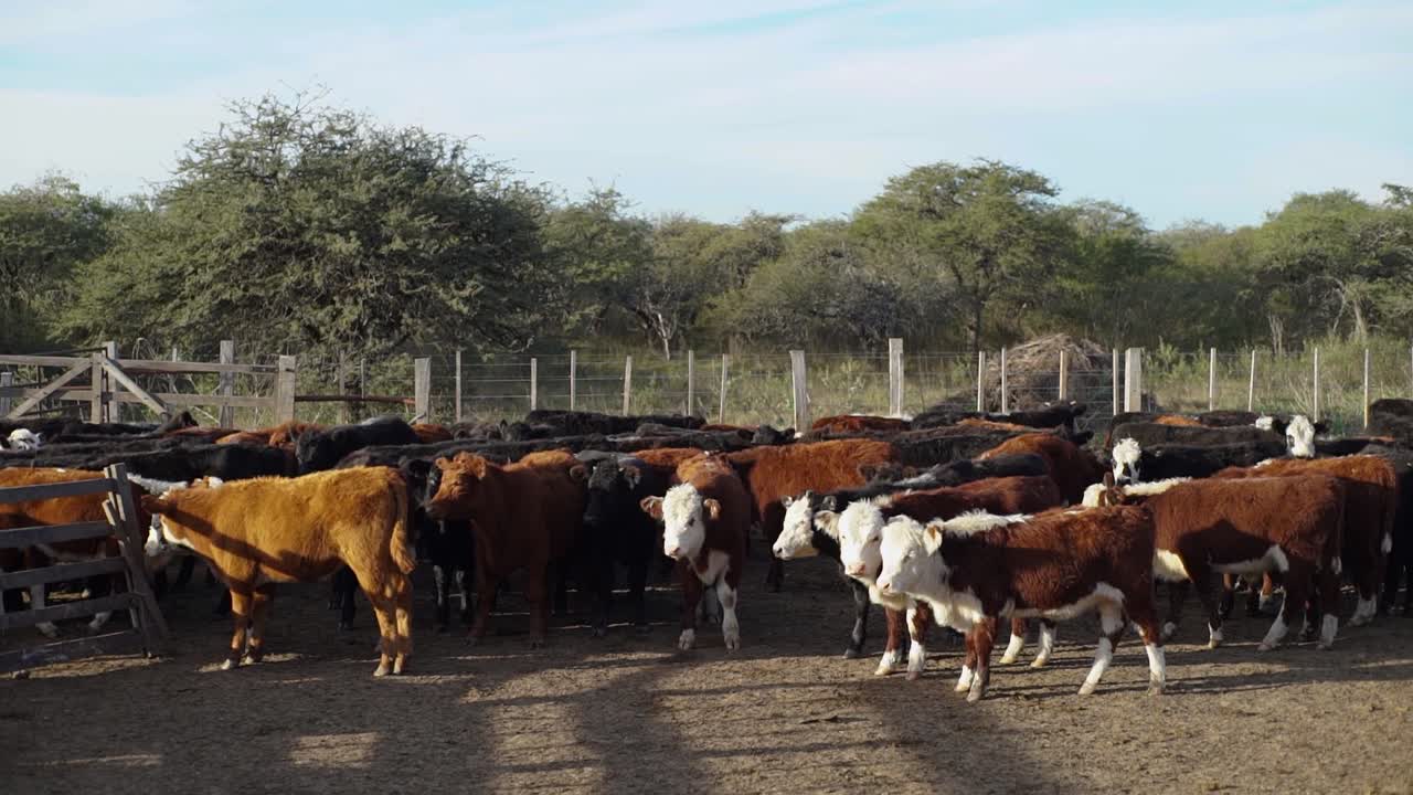Rebaño de ganado pastando y moviéndose en un cercado soleado, con árboles al fondo
