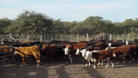 Herd-of-cattle-grazing-and-milling-in-a-sunlit-enclosure,-trees-in-the-background