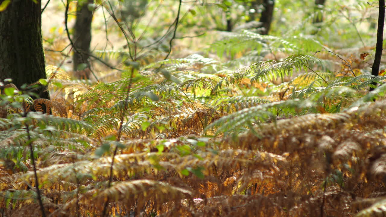 hojas secas de helecho en el bosque durante el verano