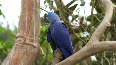 Close-up-shot-of-a-hyacinth-macaw,-anodorhynchus-hyacinthinus-with-striking-blue-plumage,-perched-on-a-bare-tree,-curiously-wondering-around-its-surrounding-environment,-vulnerable-bird-species