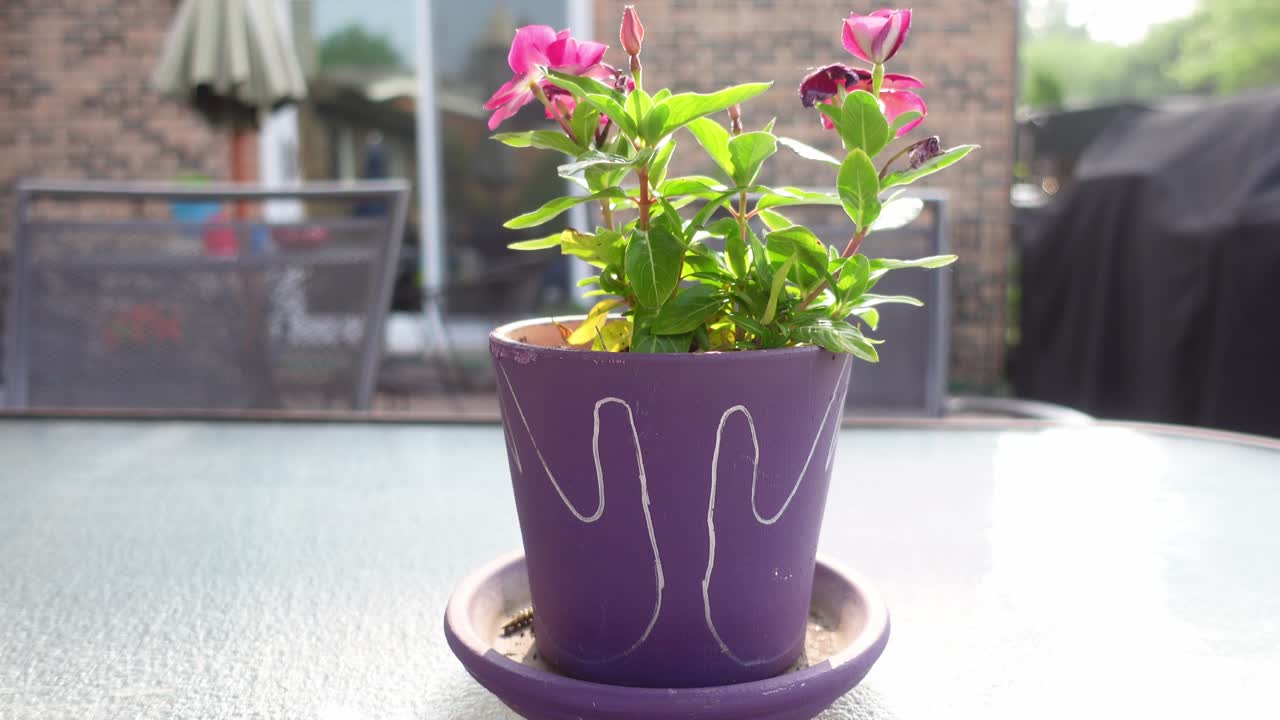 olla púrpura con una hermosa flor en el verano en una mesa