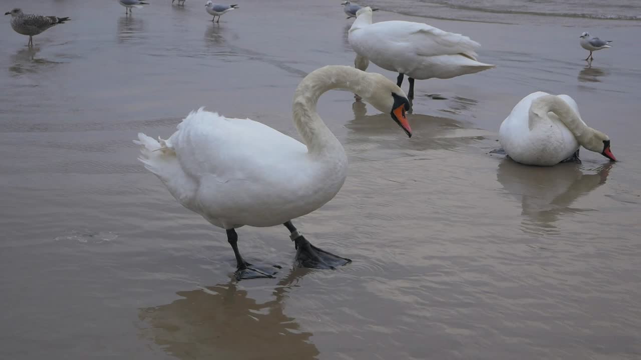 un grupo de tres cisnes y gaviotas en la playa de arena del mar báltico