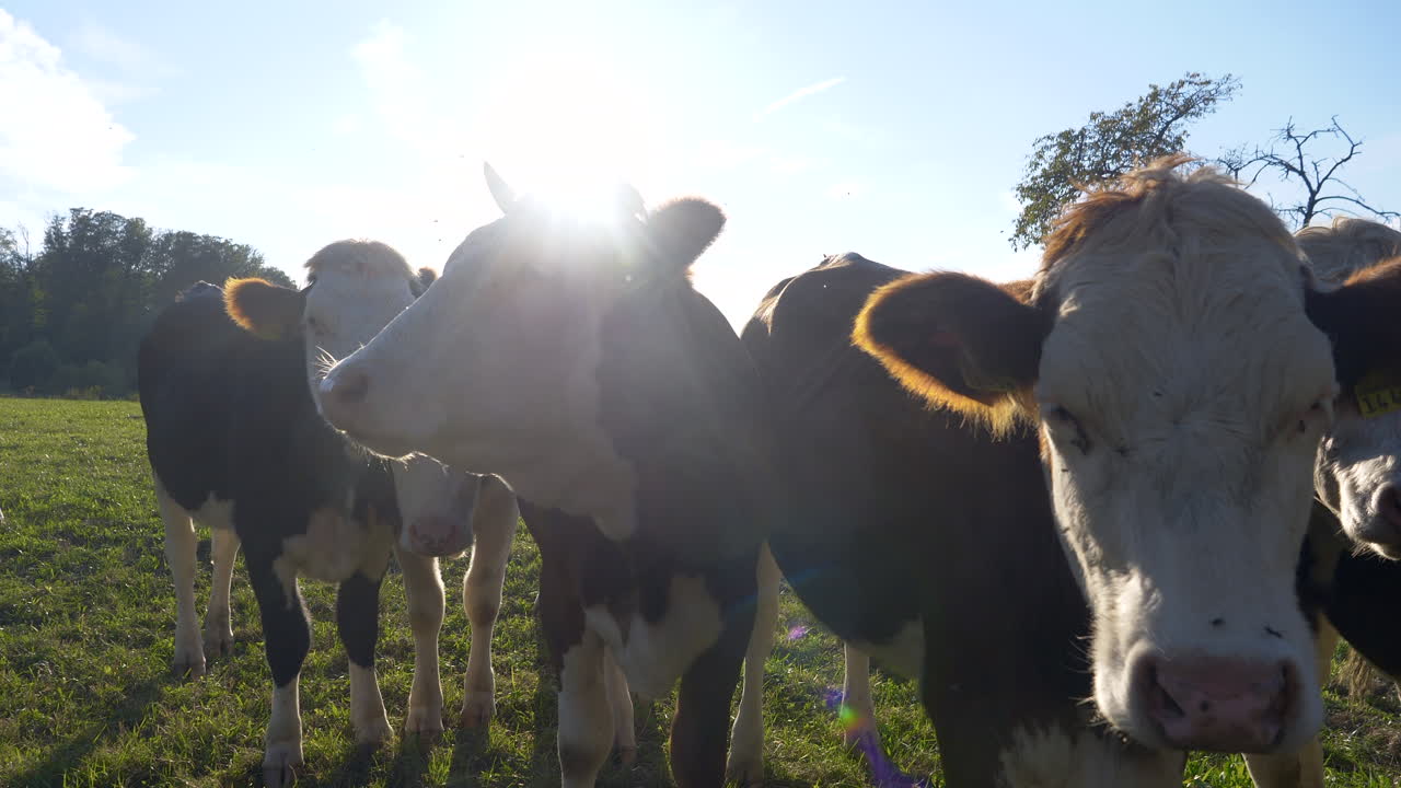 Primer plano de vacas europeas pastando en la pradera y mirando a la cámara con un rayo de sol de fondo.