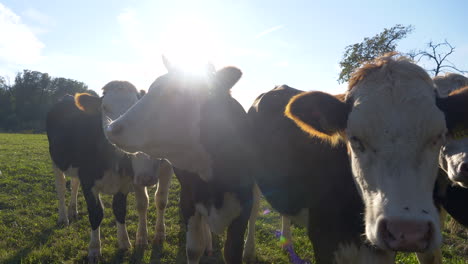 Nahaufnahme-Von-Europäischen-Kühen,-Die-Auf-Der-Weide-Grasen-Und-Mit-Sonnenstrahlen-Im-Hintergrund-In-Die-Kamera-Schauen
