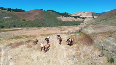 Antena-De-Caballos-Pastando-En-Un-Rancho-O-Granja-En-Las-Montañas-De-Santa-Ynez,-Cerca-De-Santa-Bárbara,-California