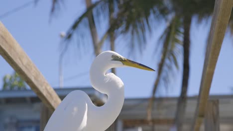 great egret standing on oceanside dock in florida