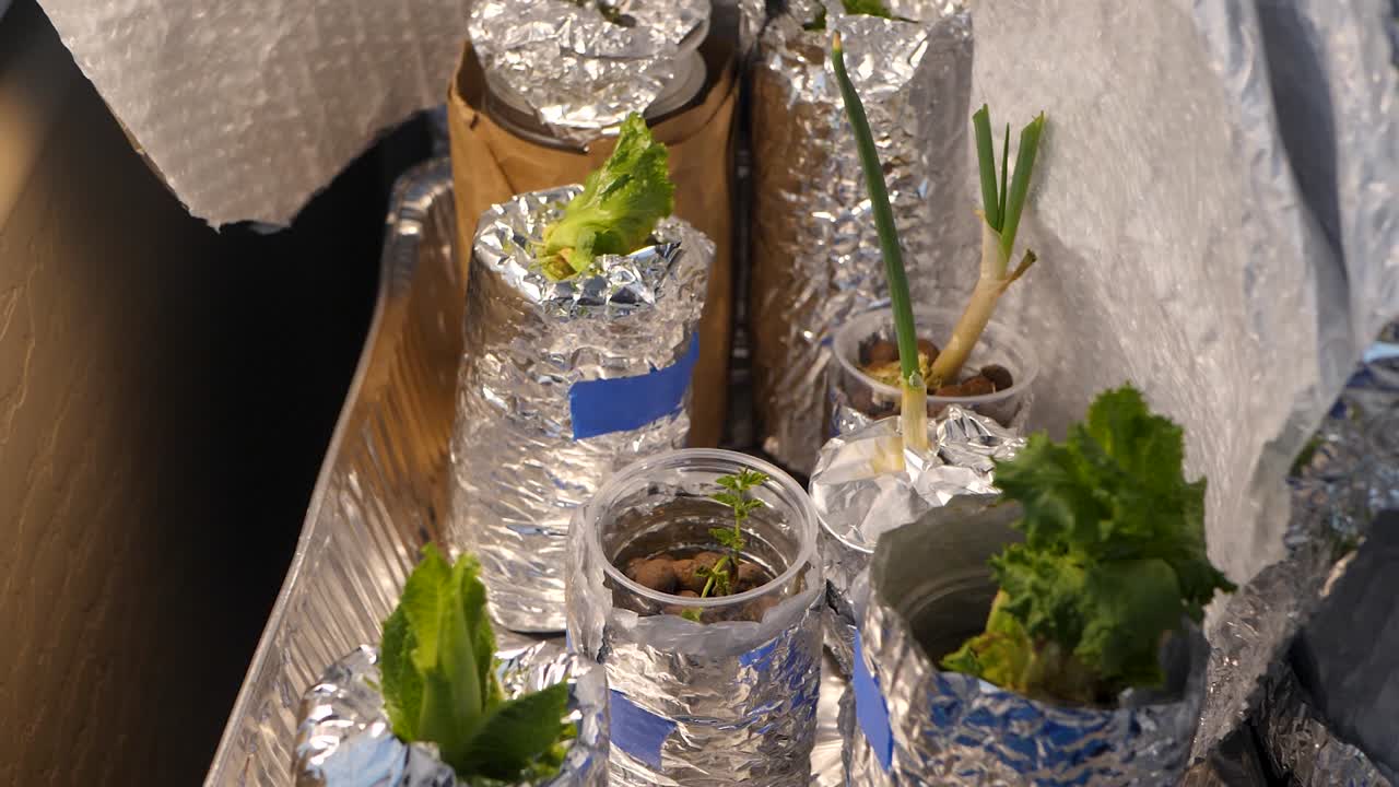 A  tilting view of replanted vegetables found in a household