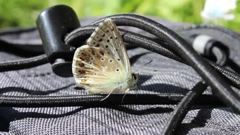 Blulight-and-yellow-butterfly-is-flying-away-from-backpack