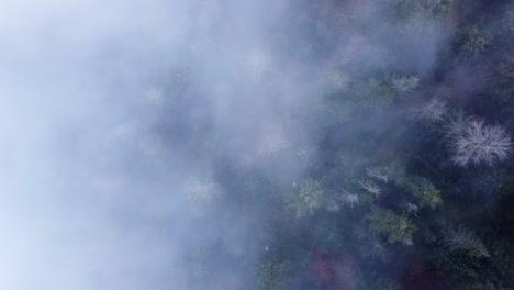 Top-down-moody-aerial-mountain-forest-in-clouds-and-fog-slow-relaxing-fly